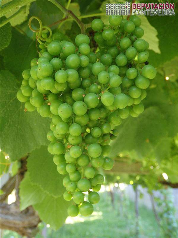 20200609_Notorio avance fenoloxía xeral 20200609_Notorio avance fenoloxía xeral