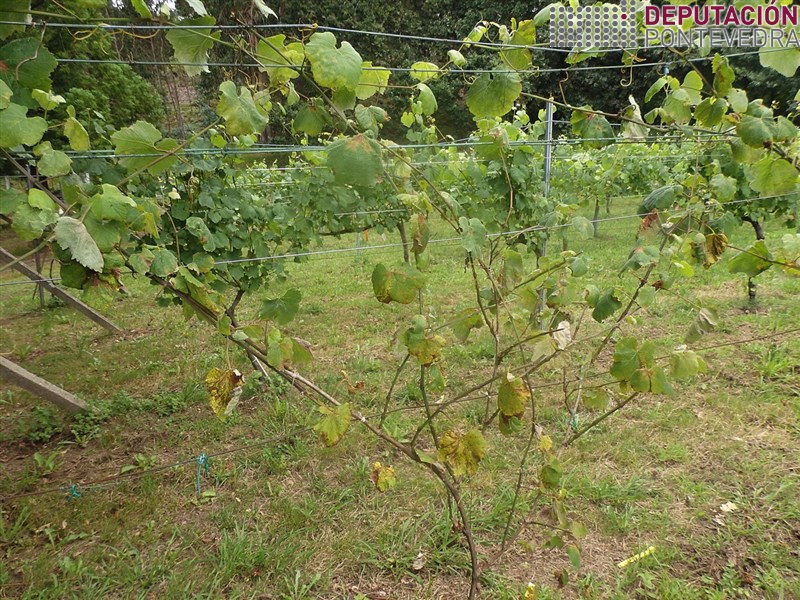 20200612_Evolucion planta testemuña