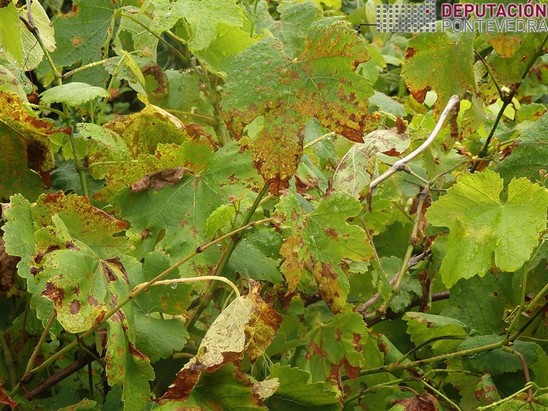 FOTOS: 20200616_Vista parcial plantas abandonadas