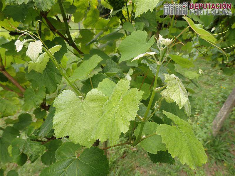 Gromos tenros sans en planta tratada Gromos tenros sans en planta tratada