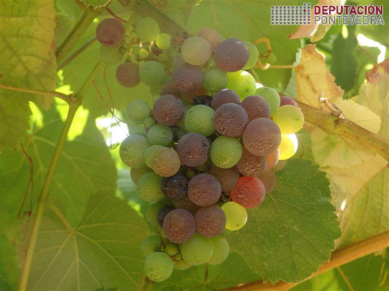 20200721_Algunha variedade tinta xa ten cambio cor 20200721_Algunha variedade tinta xa ten cambio cor