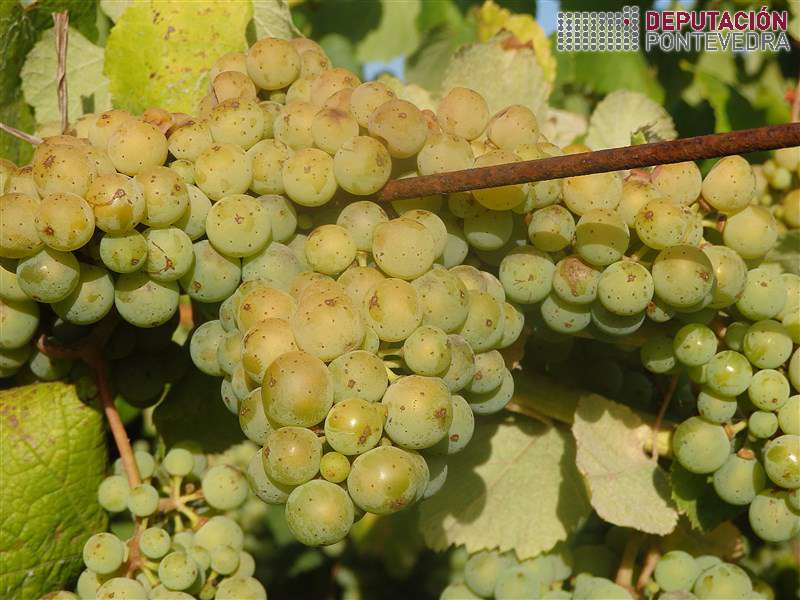 20200721_Empeza cambio cor en acios mais expostos zonas solleiras 20200721_Empeza cambio cor en acios mais expostos zonas solleiras