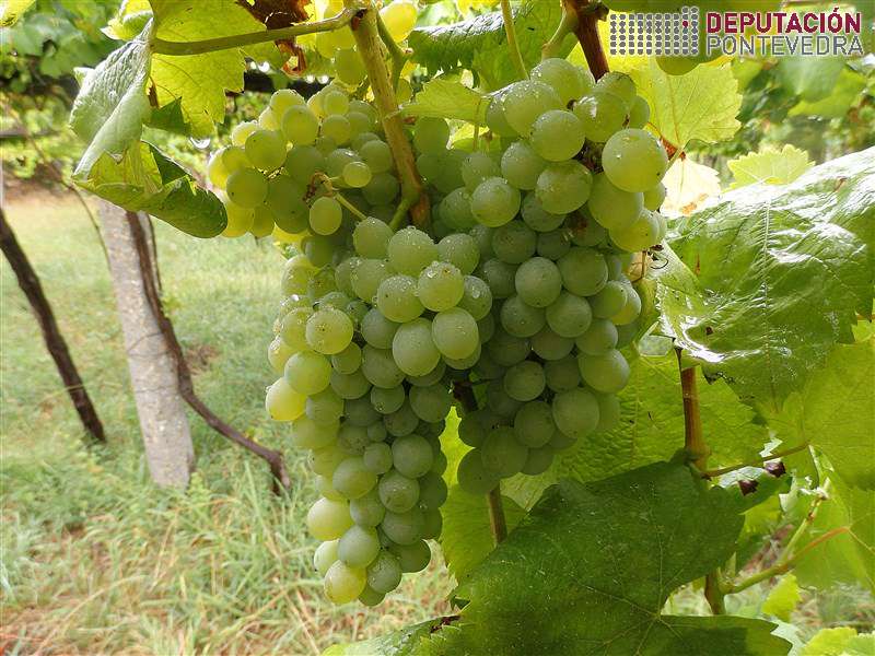 20200812_Acio treixadura en perfecto estado 20200812_Acio treixadura en perfecto estado