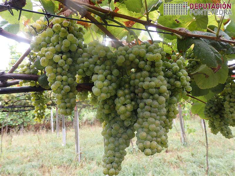 20200812_Acios loureira bo estado 20200812_Acios loureira bo estado