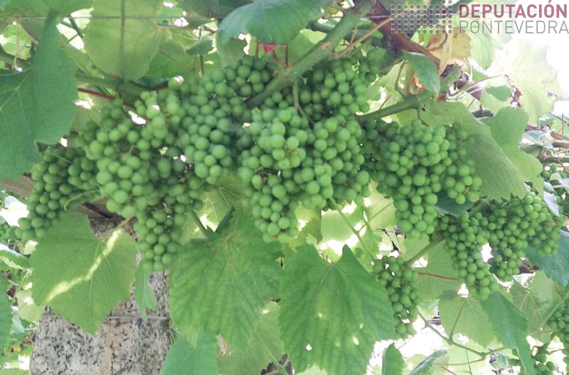 Bo estado da uva en xeral Bo estado da uva en xeral