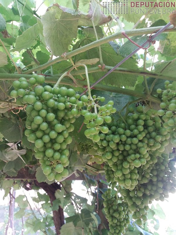 Tamaño uva Albariño en viña Salnés