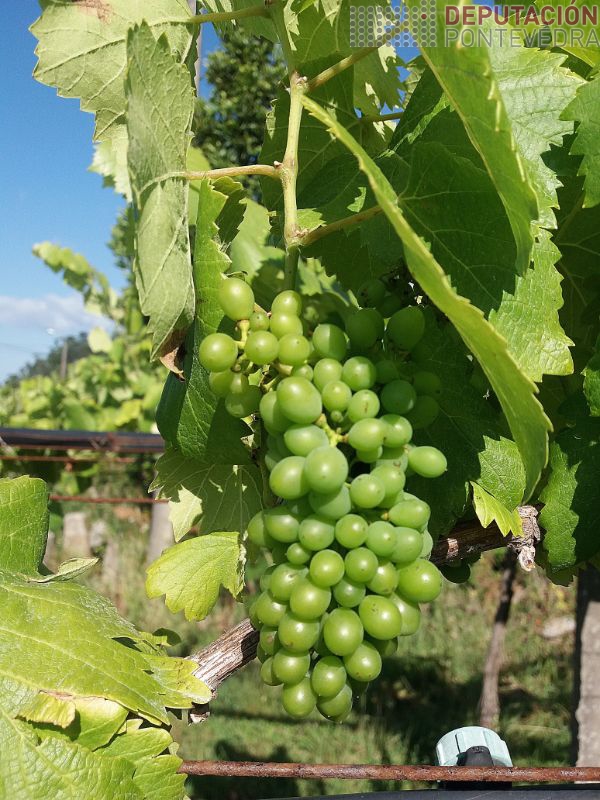 Tamaño uva Treixadura en viña Rosal Tamaño uva Treixadura en viña Rosal