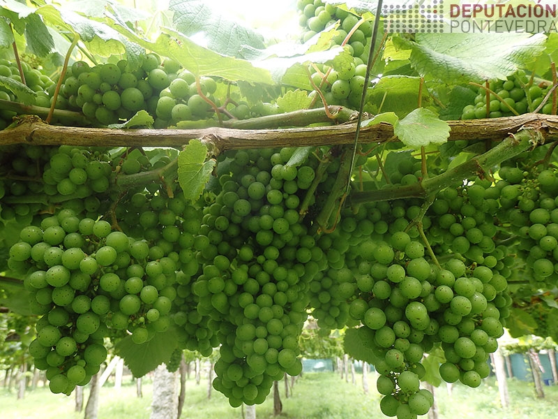 Os acios están moi sas en xeral Os acios están moi sas en xeral