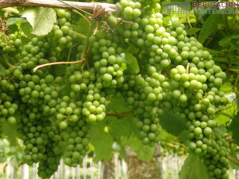 Estado xeral da uva excelente Estado xeral da uva excelente
