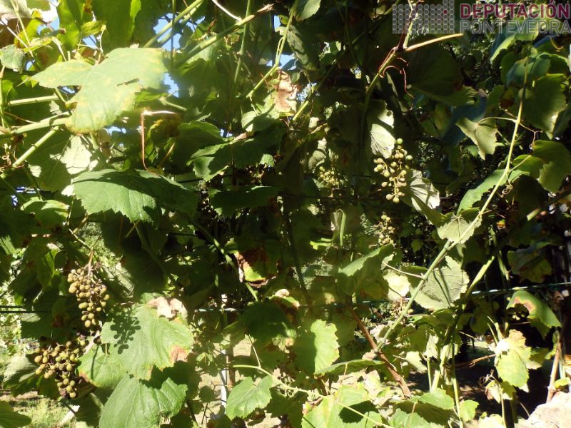 Vista parcial planta testemuña Vista parcial planta testemuña