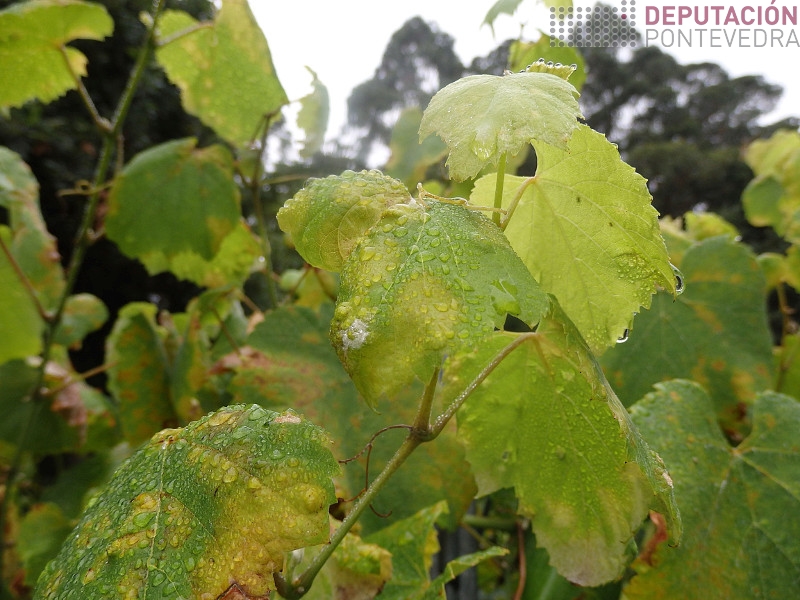 Aspecto gromo terminal testemuña a primeira hora da mañá Aspecto gromo terminal testemuña a primeira hora da mañá