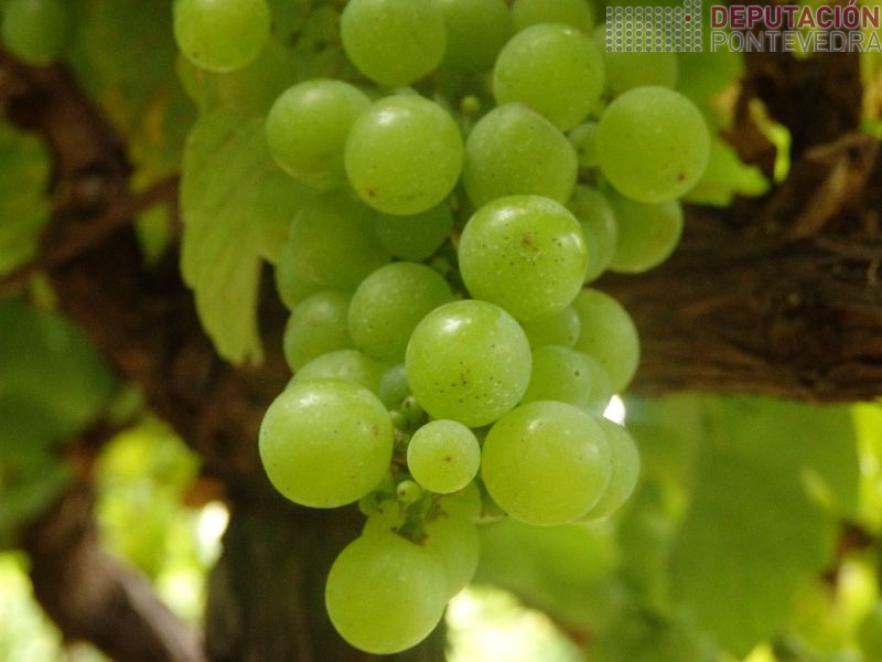 Comeza pintado en variedades temperas como a Gewürztraminer Comeza pintado en variedades temperas como a Gewürztraminer