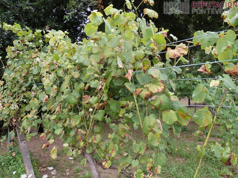 Vista parcial planta testemuña Vista parcial planta testemuña