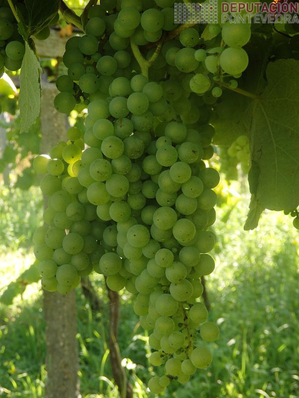 Acio de Loureira bo estado xeral Acio de Loureira bo estado xeral