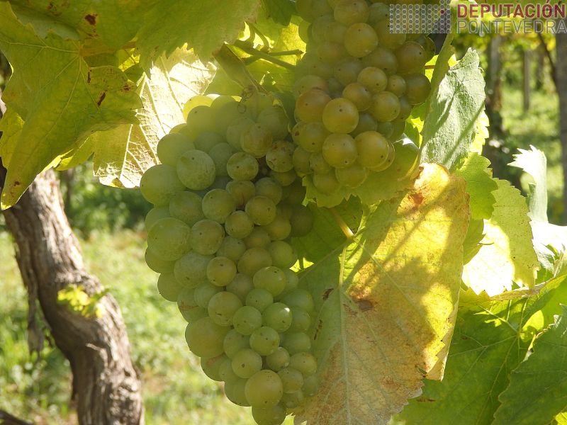 Acio de Treixadura bo estado xeral Acio de Treixadura bo estado xeral