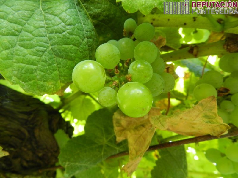20220720_Uvas variedade tempera empezan a brillar
