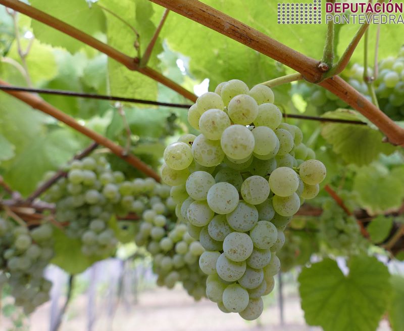 202208517_En xeral os acios de albariño presentan bo estado