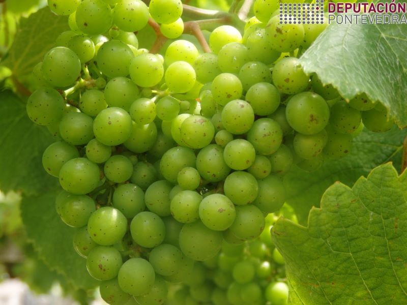 Condicions ambientais favorecen xa primeiros acios pechados