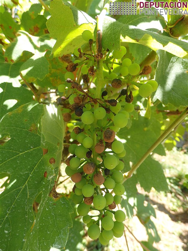20200623_Sintomas black rot viña abandonada