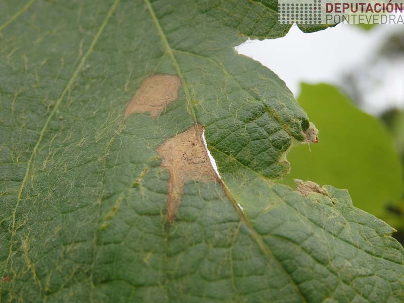 Avanzaron manchas black rot Avanzaron manchas black rot