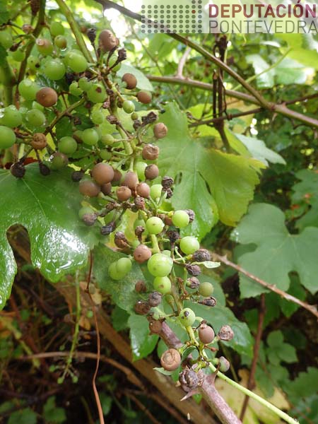 Acio black rot viña abandonada Condado Acio black rot viña abandonada Condado