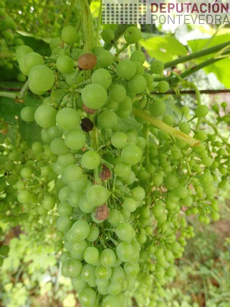 Grans con black rot viña hibrida Condado Grans con black rot viña hibrida Condado