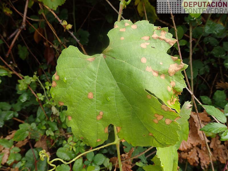 Manchas black rot viña abandonada Condado Manchas black rot viña abandonada Condado