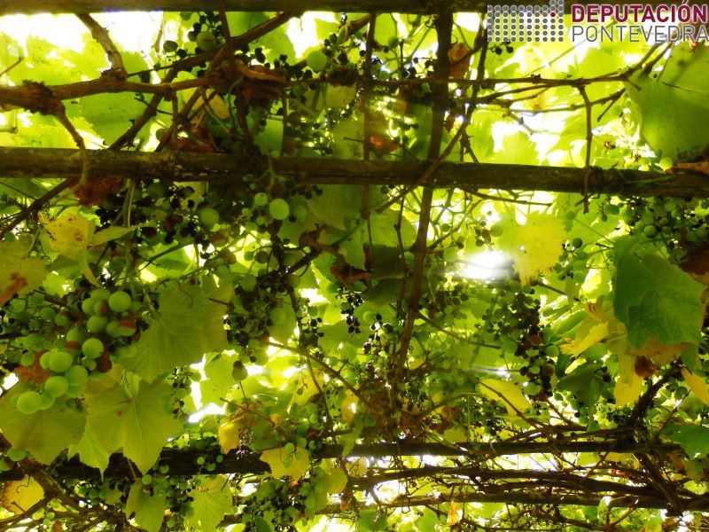 20220630_Forte dano black rot viña híbrida