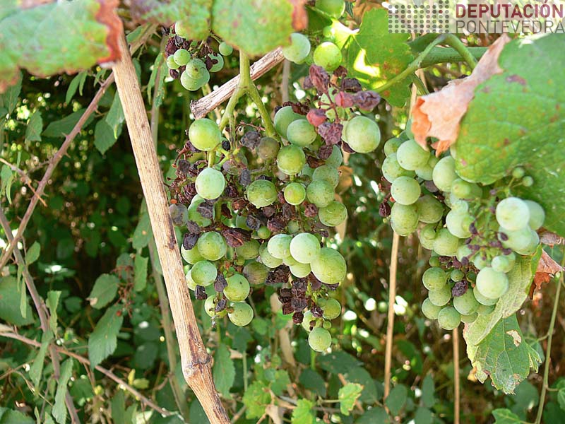 Uvas momificadas black rot planta abandonada