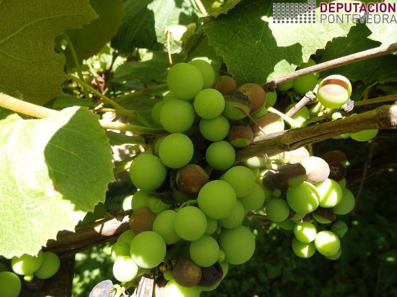 Black rot en viña híbrida tratada