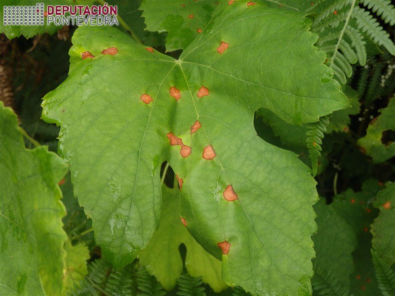 Manchas de black rot en viña sen cultivar Manchas de black rot en viña sen cultivar