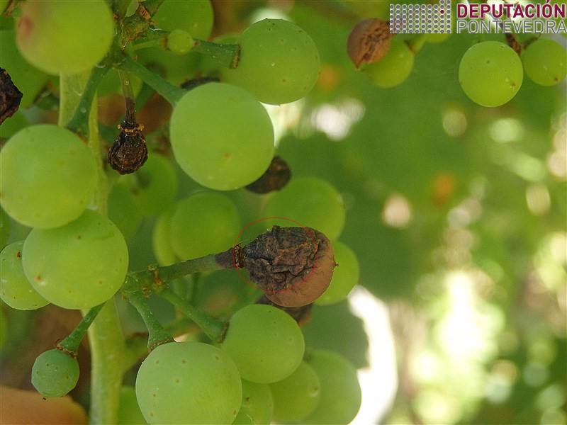 Picnidios black rot visibles como puntiños negros