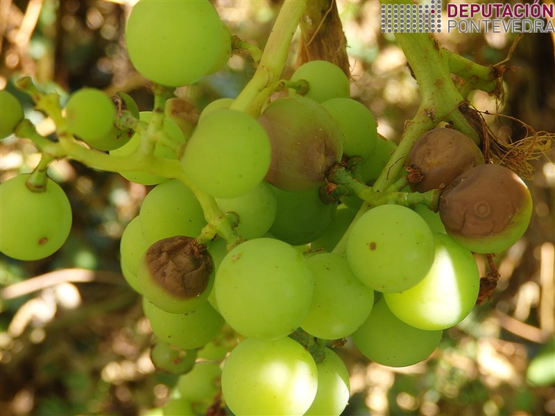 Vista parcial acio síntomas mais iniciais black rot