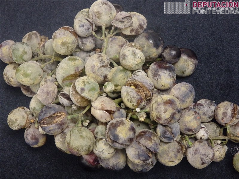 20180805_Mostra de Moscatel con oidio