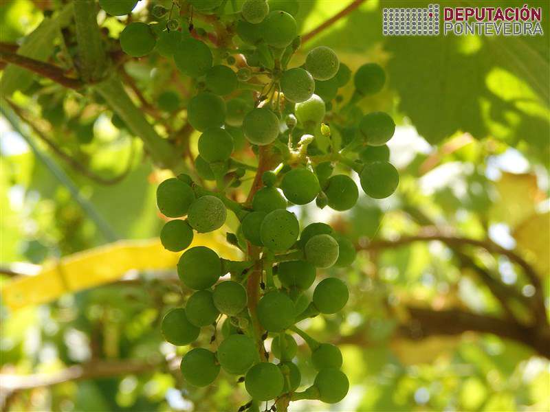 20200609_Oidio en grans albariño