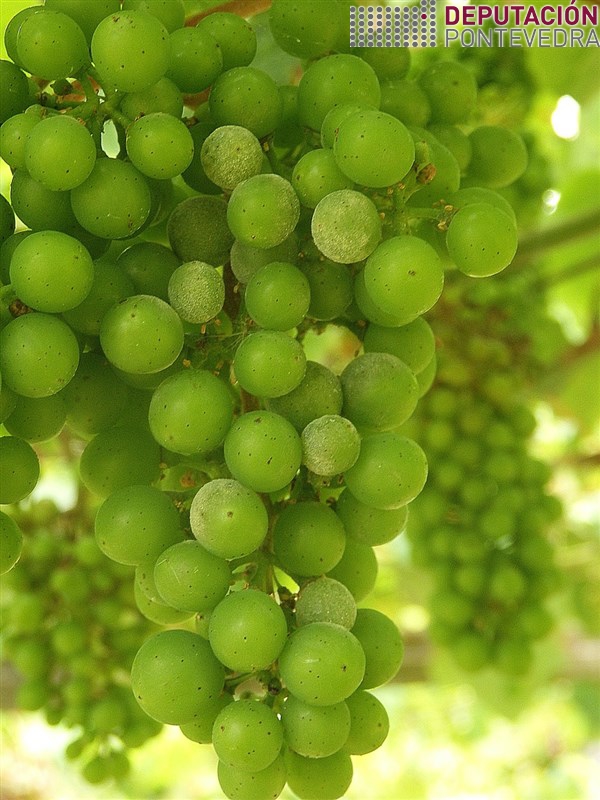 20200616_Oidio estendéndose nalgunha viña