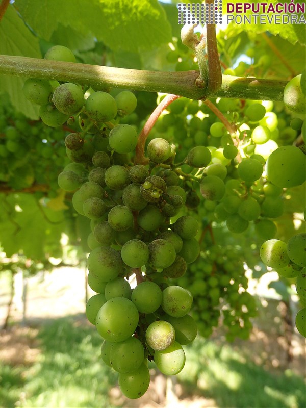 20200623 Empezan grans rachados en acios oídio