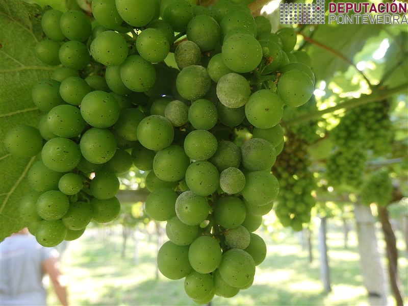 20200623_Acio con oídio