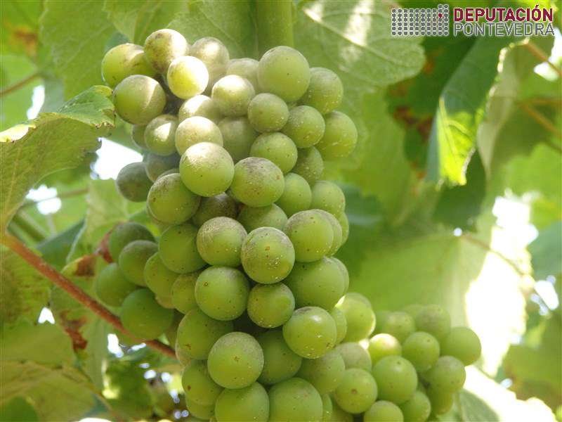 20200708_Algunha viña bastantes acios oidio 20200708_Algunha viña bastantes acios oidio