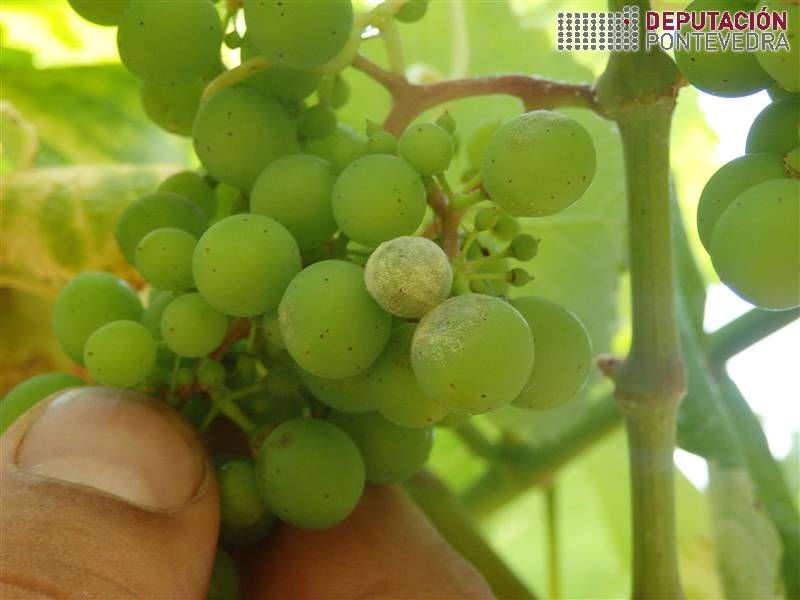 20200708_Grans con oidio 20200708_Grans con oidio