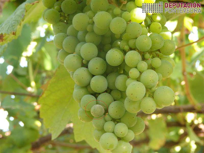 20200721_Seguen puntos oidio 20200721_Seguen puntos oidio