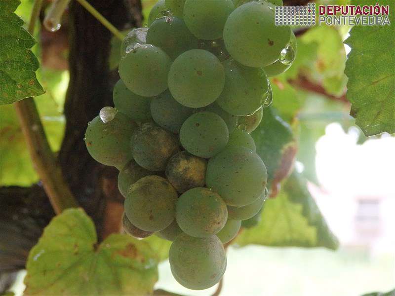 20200812_Mais oidio rebuscos 20200812_Mais oidio rebuscos