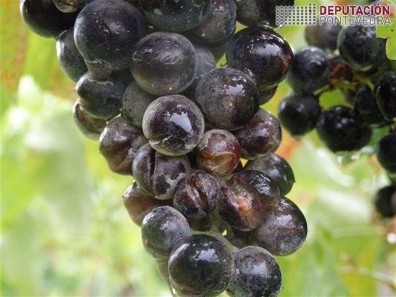 20200812_Rachos oidio en acio tinta sensible 20200812_Rachos oidio en acio tinta sensible