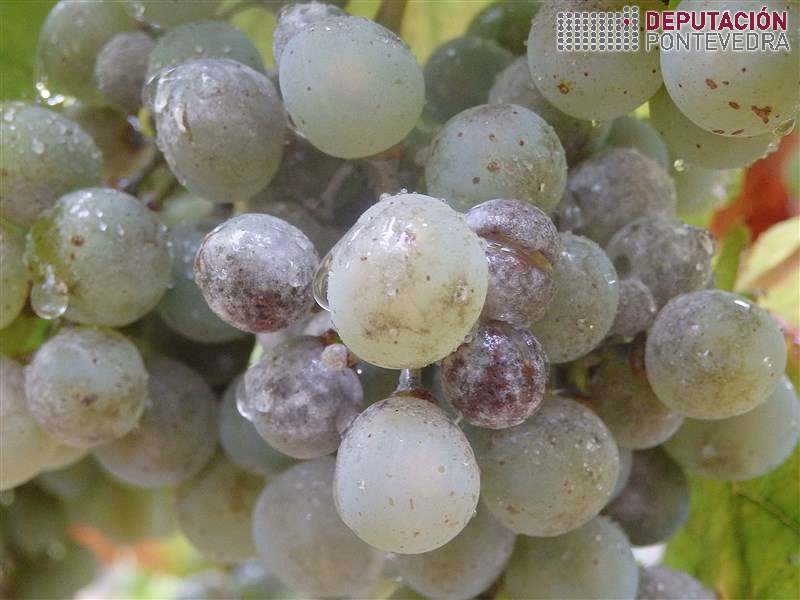 20200812_Rachos por oidio en acios predio afectado 20200812_Rachos por oidio en acios predio afectado