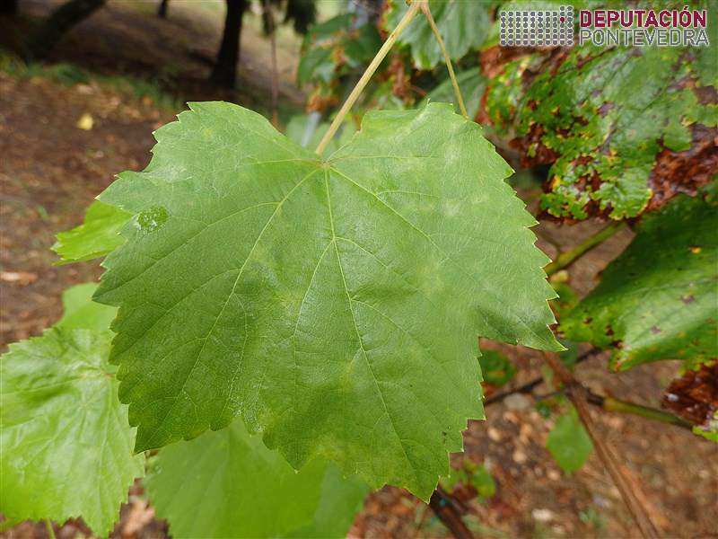 Oídio en folla de planta testemuña Oídio en folla de planta testemuña