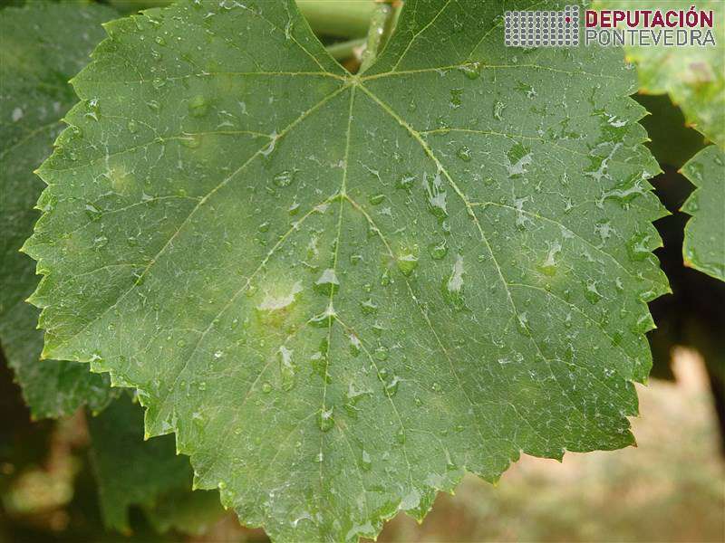 20200812_Varios predios con oidio en folla 20200812_Varios predios con oidio en folla