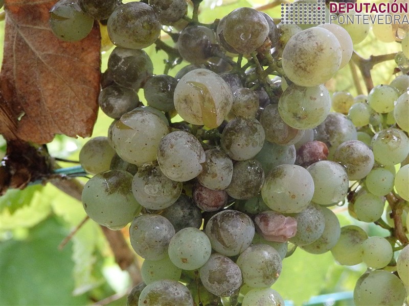 20200818_Efecto do oidio e a choiva en acio albariño