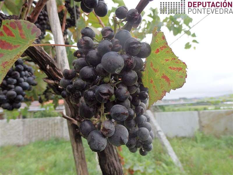 20200818_Oidio en variedade tinta sensible