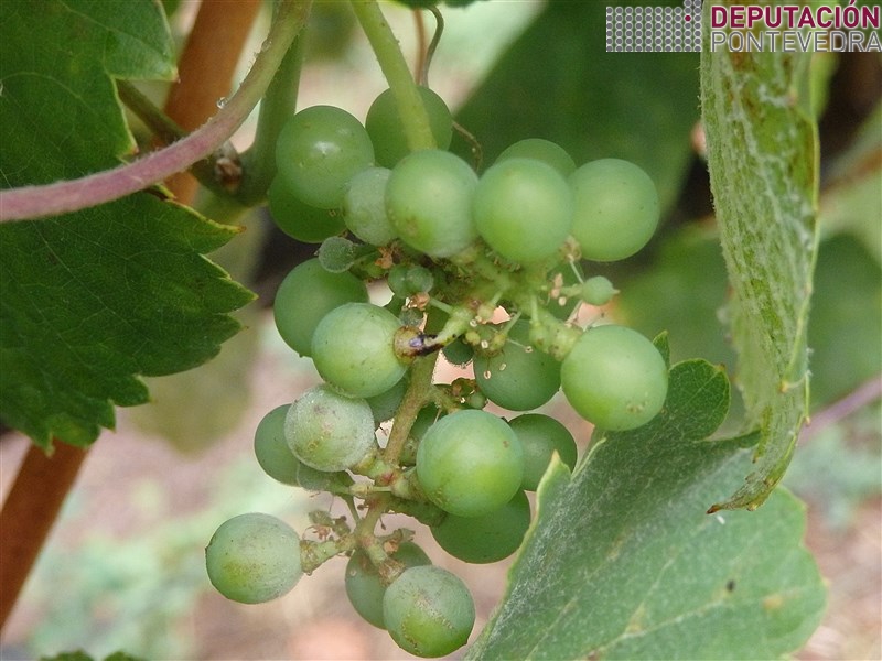 20200818_Rebusco con oidio