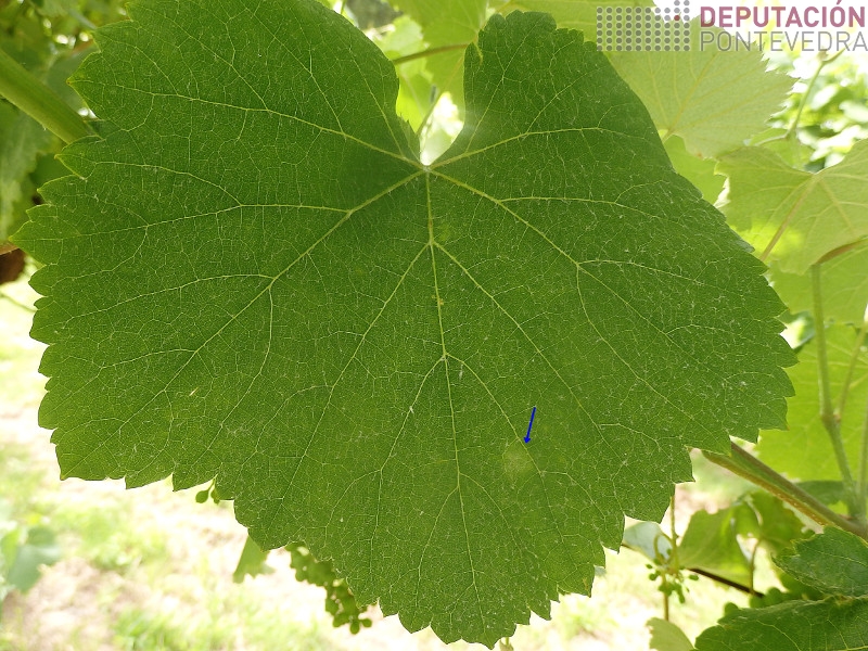 Mancha moi incipiente de oídio Mancha moi incipiente de oídio